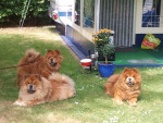 Teuntje*, Ki-Dong*, Orso